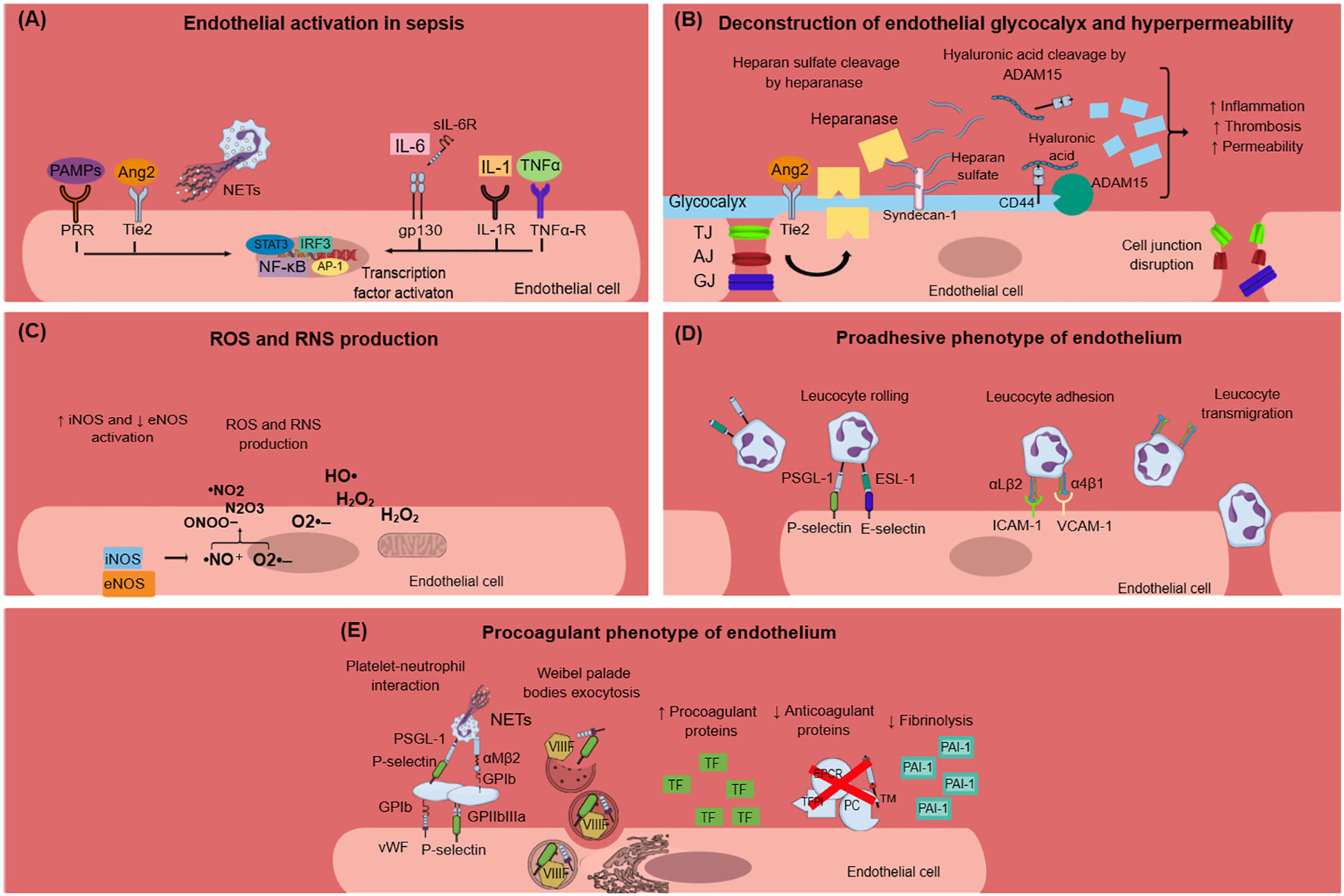 Assessment of endothelial damage and cardiac injury in a mouse