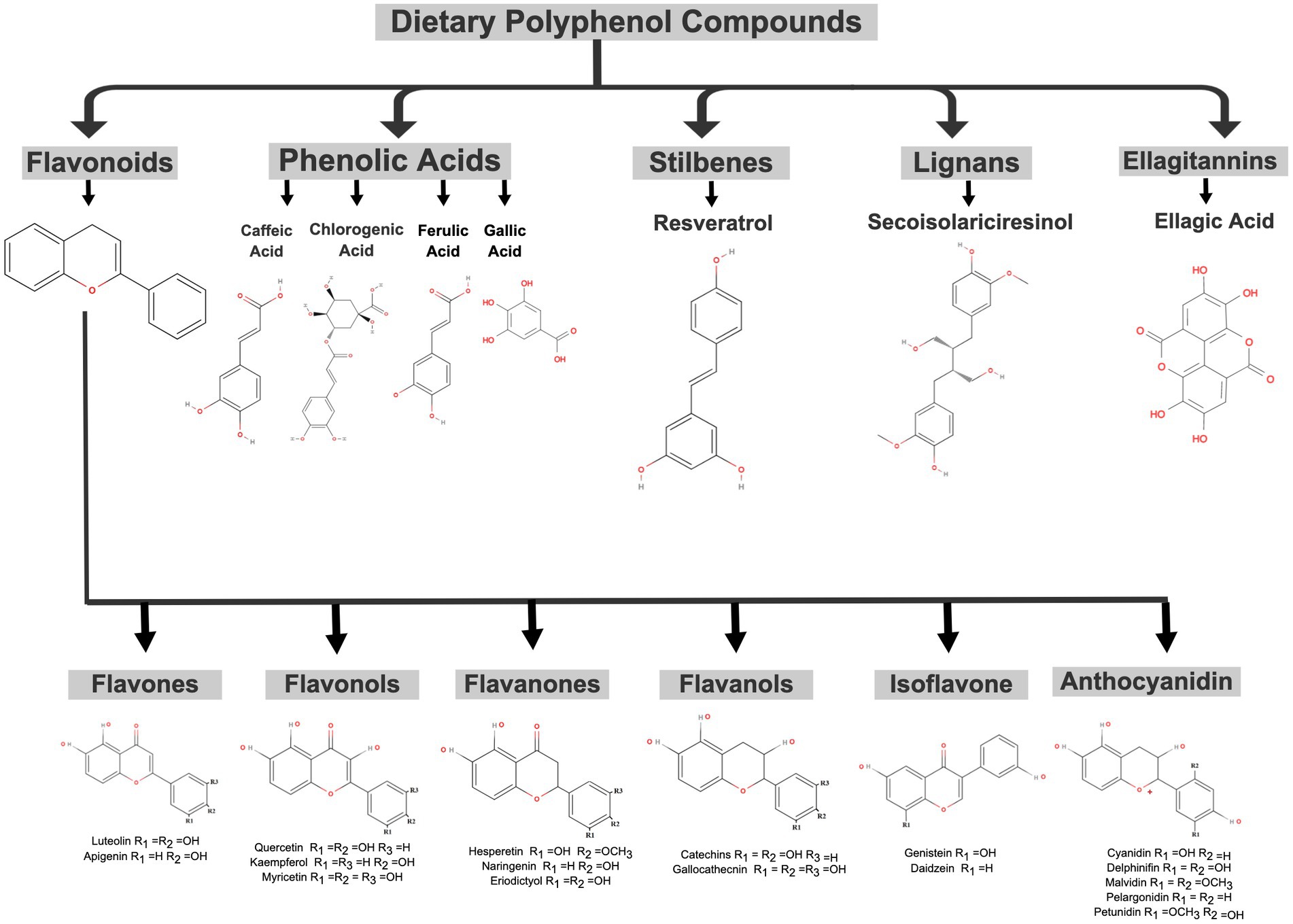 Novel Oxidation Oligomer of Chlorogenic Acid and