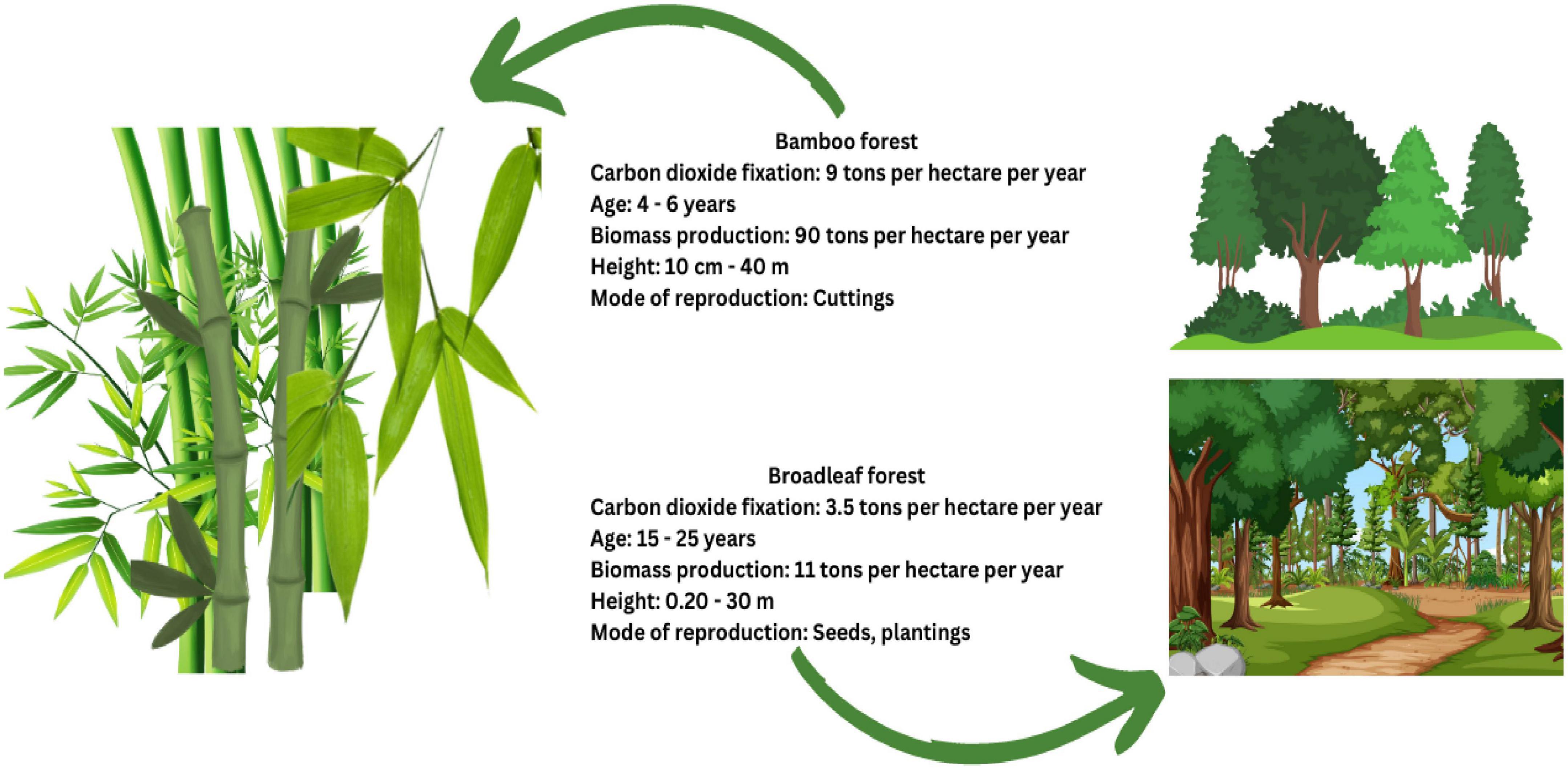 Frontiers Soil nitrogen dynamics in natural forest ecosystem a review