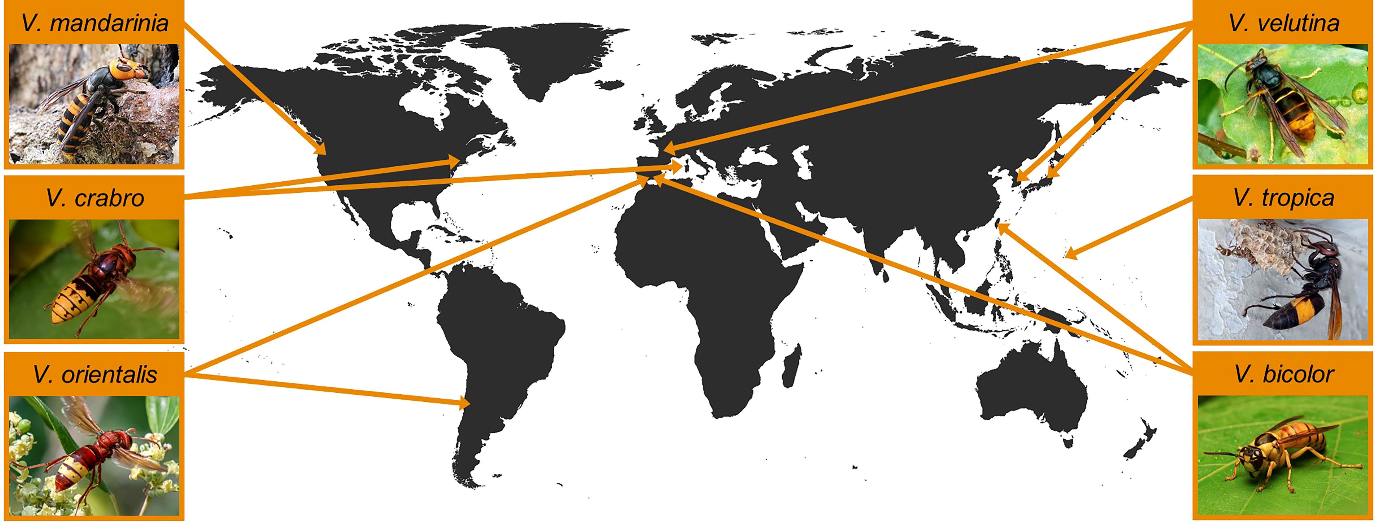 Frontiers   Invasion potential of hornets Hymenoptera: Vespidae