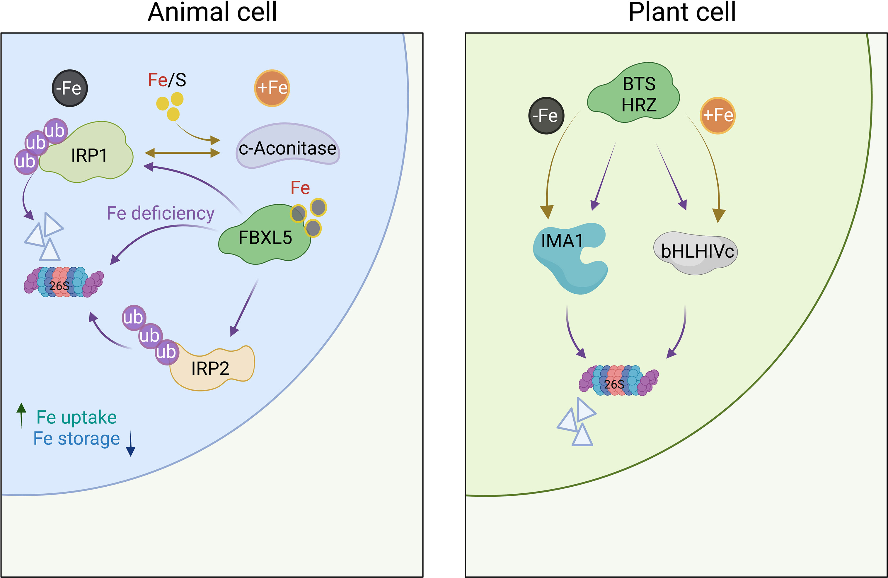 FER-LIKE IRON DEFICIENCY-INDUCED TRANSCRIPTION FACTOR (FIT