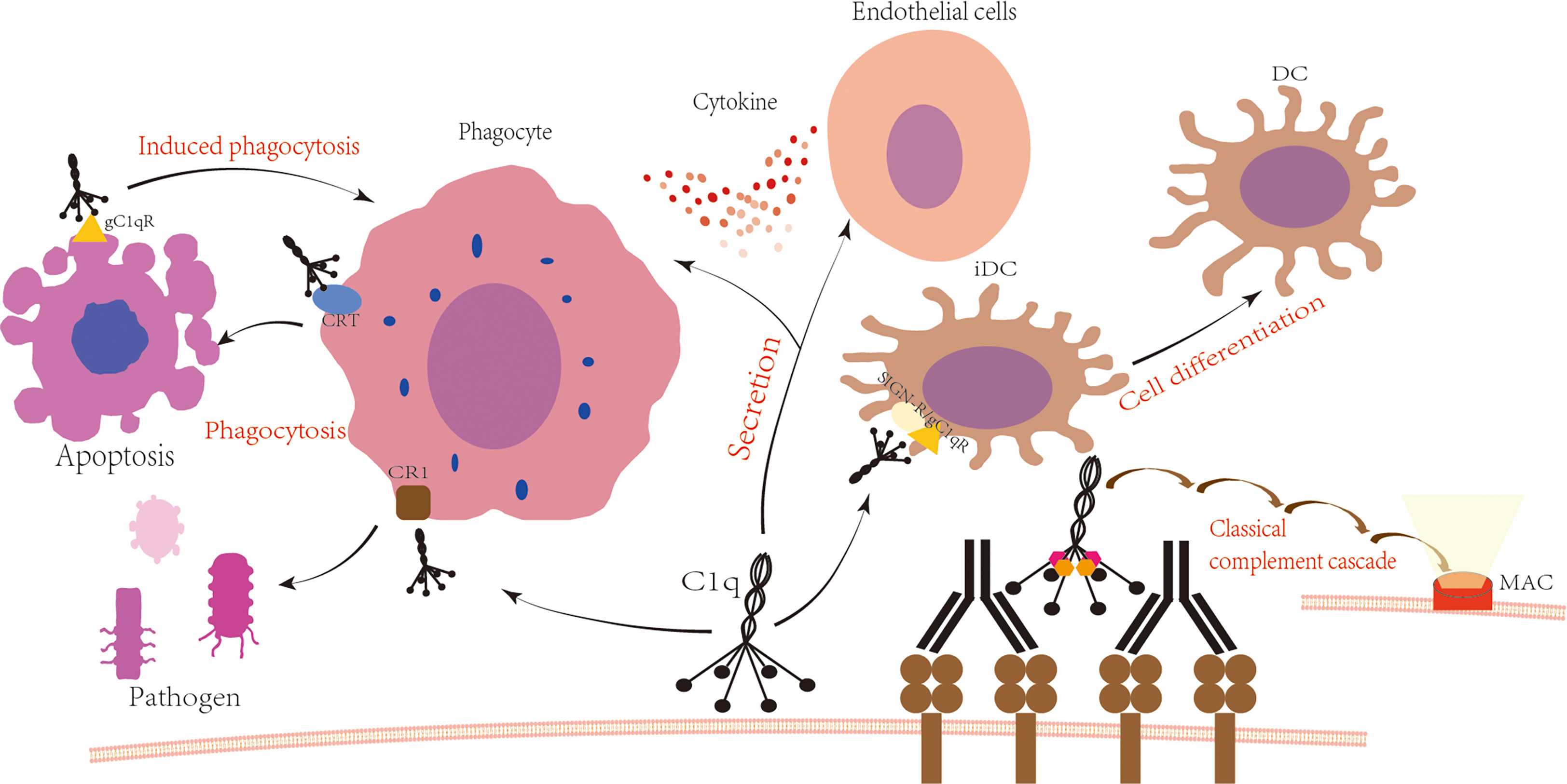 Frontiers  C1q and central nervous system disorders