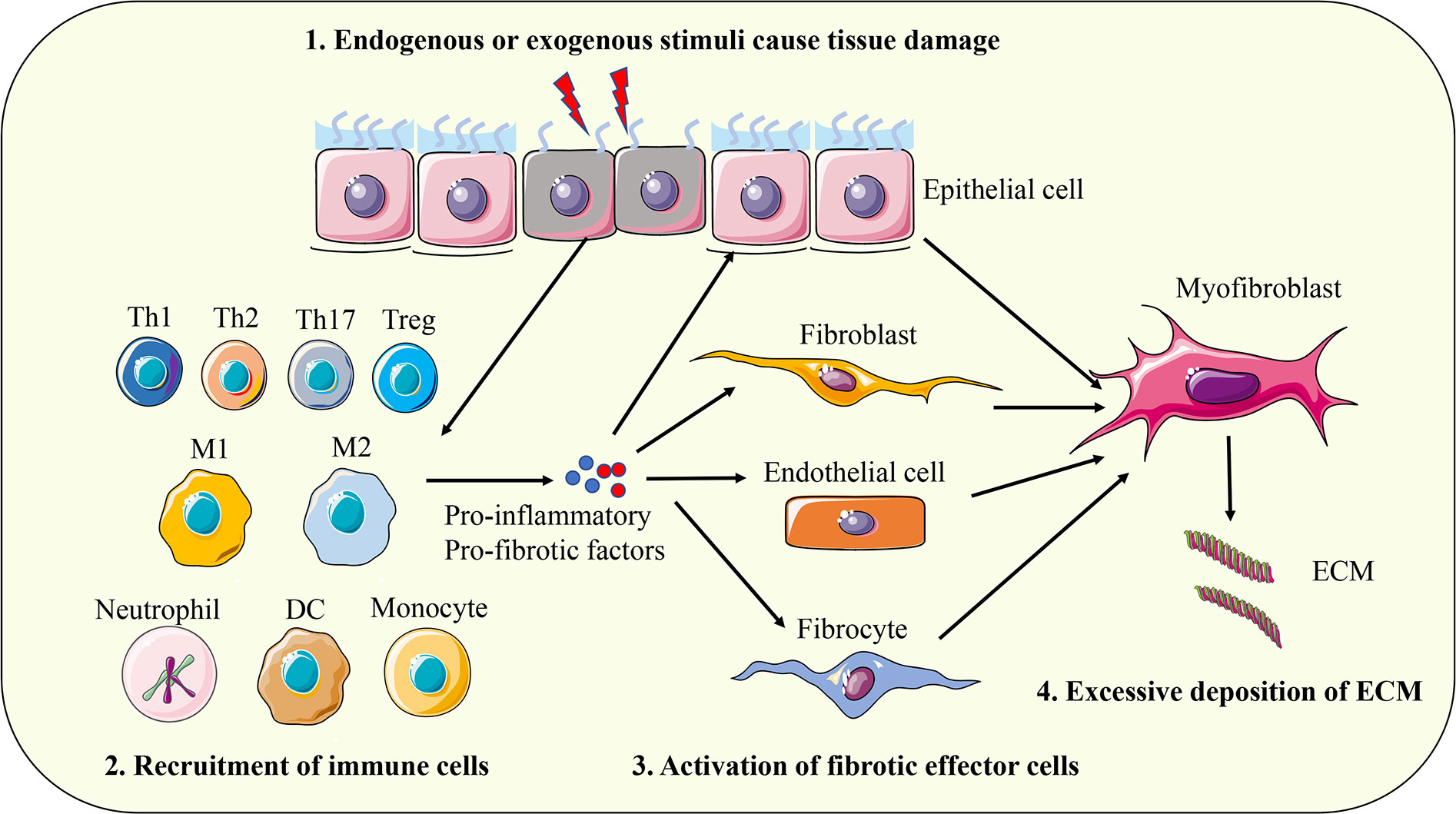 Follicular Epithelial Cell Hypertrophy Induced by Chronic Oral