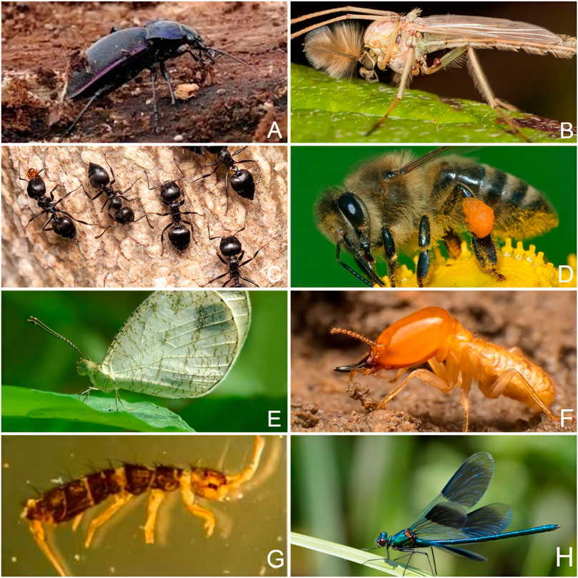 Using airborne DNA to monitor insect biodiversity - Tech Explorist