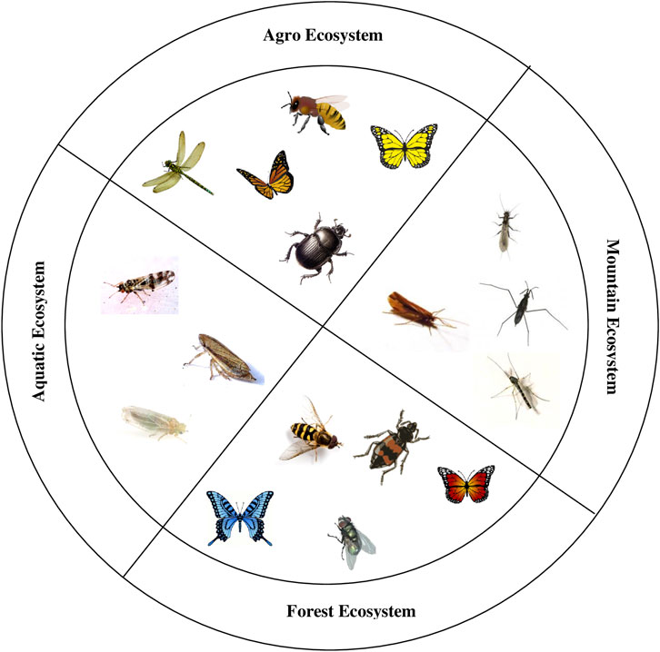 III. Types of Insects Involved in Decomposition