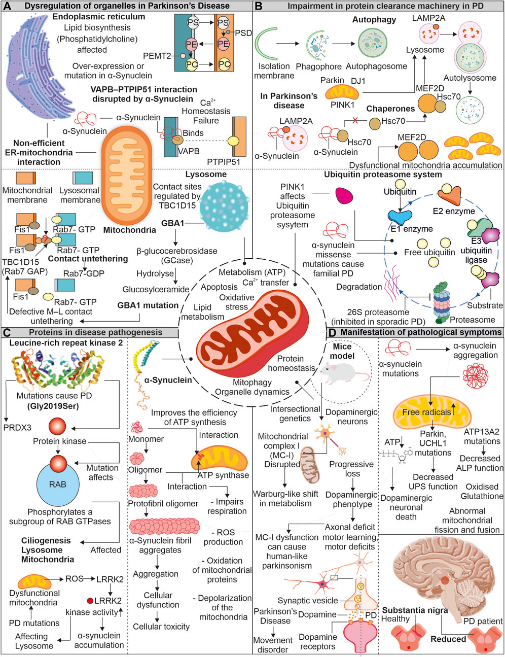 Mitochondrial signalling and homeostasis: from cell biology to