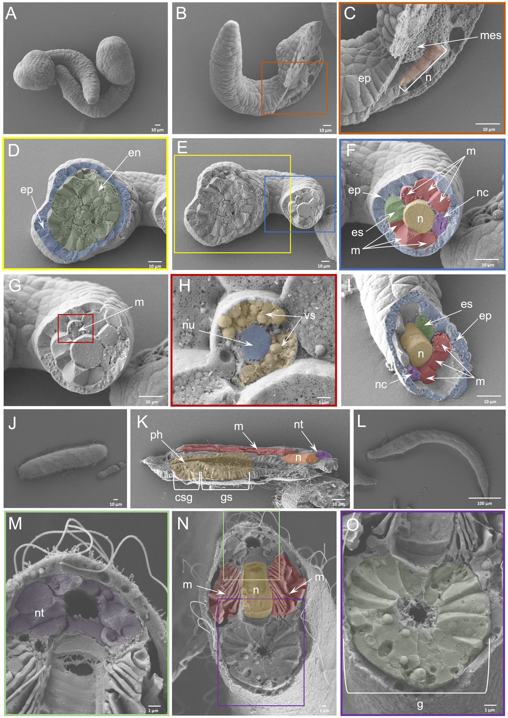 What is Freeze-Fracture Electron Microscopy?