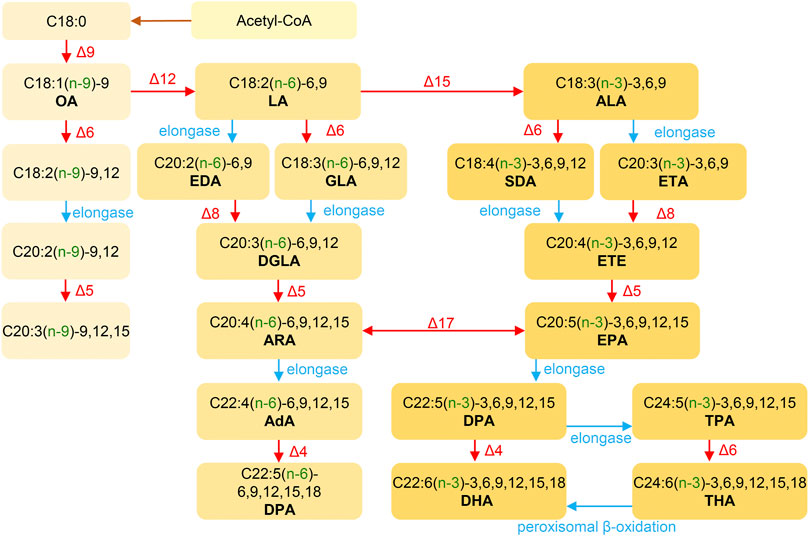 3-HO-PCP - Wikipedia