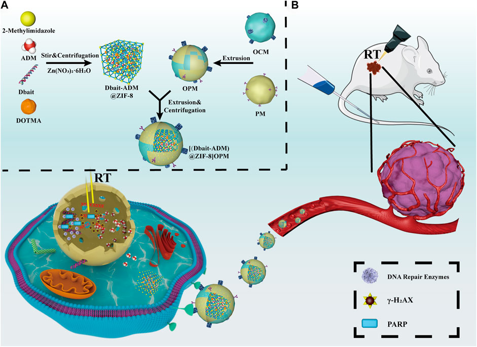 Frontiers | Integrated radiochemotherapy study of ZIF-8 coated 