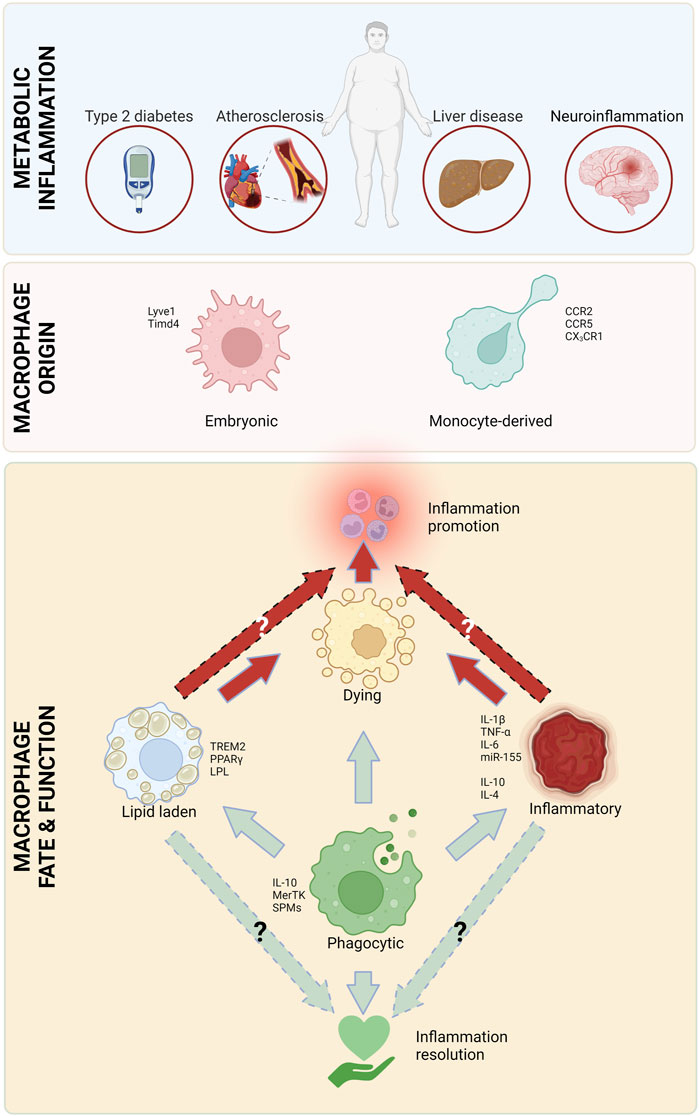 Arsenic Trioxide Induces Apoptosis of Human Monocytes during Macrophagic  Differentiation through Nuclear Factor-κB-Related Survival Pathway  Down-Regulation