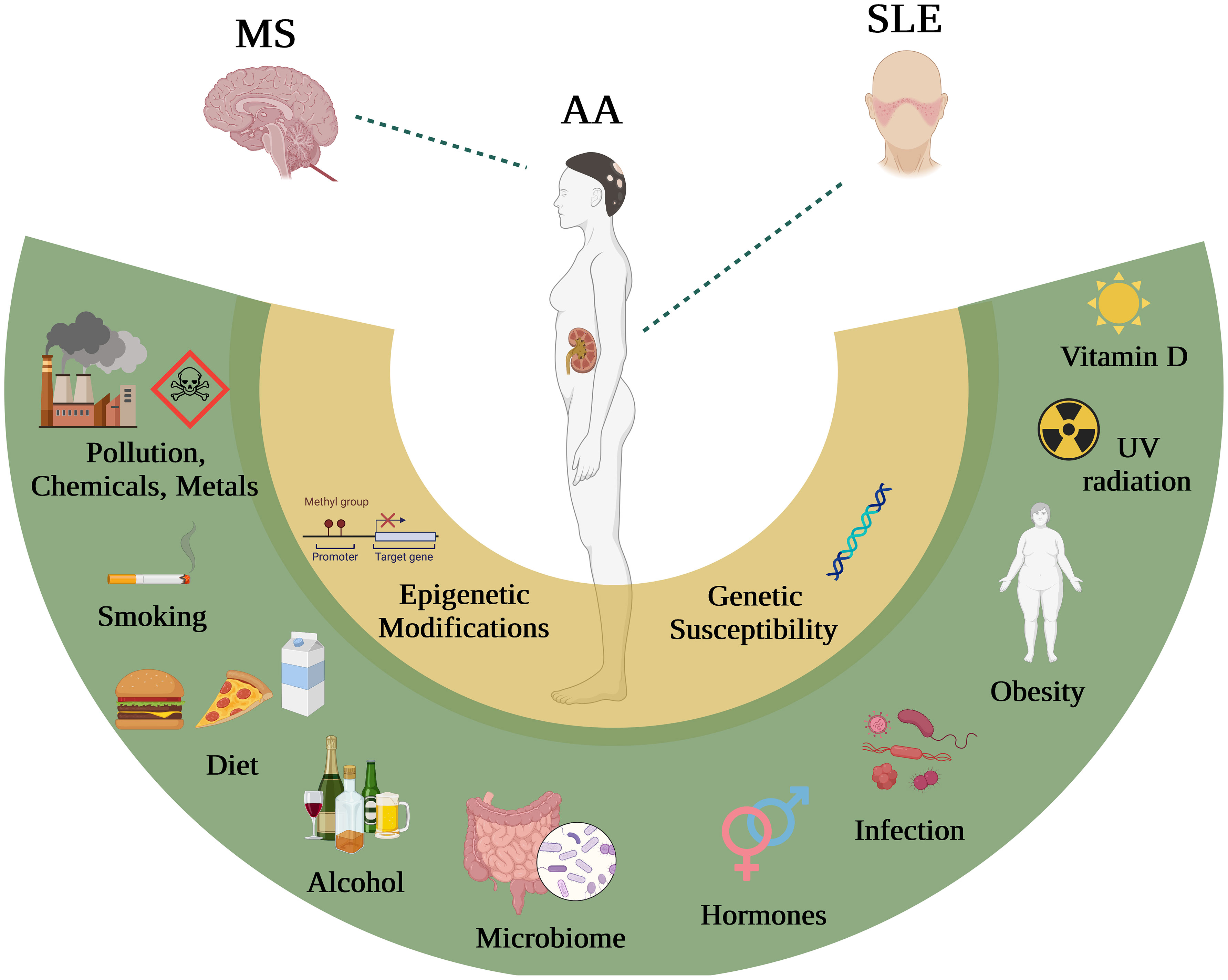 Frontiers Differential impact of environmental factors on systemic and localized autoimmunity image photo