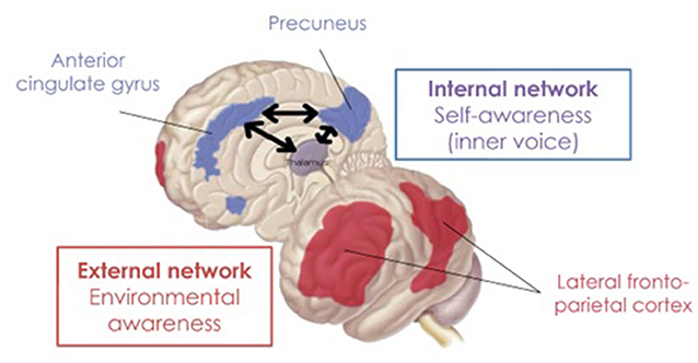 Figure 2 - The front image shows the brain as if you were looking through someone’s left ear.