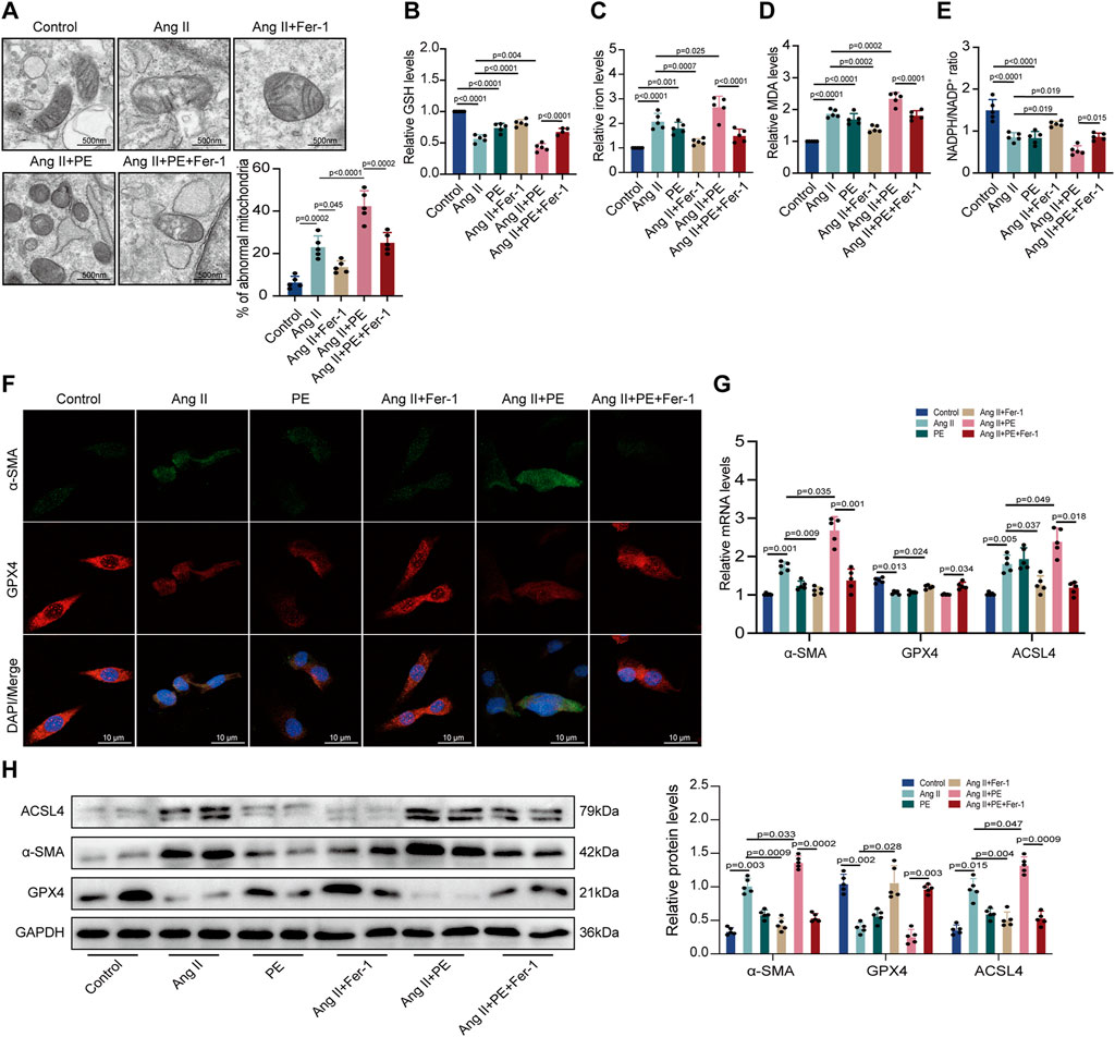 Frontiers | Phosphatidylethanolamine aggravates Angiotensin II-induced ...