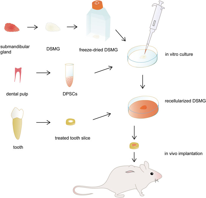 Development of ivermectin orally disintegrating tablets using factorial  design: In-vitro evaluation and in vivo absorption pattern in rats -  ScienceDirect