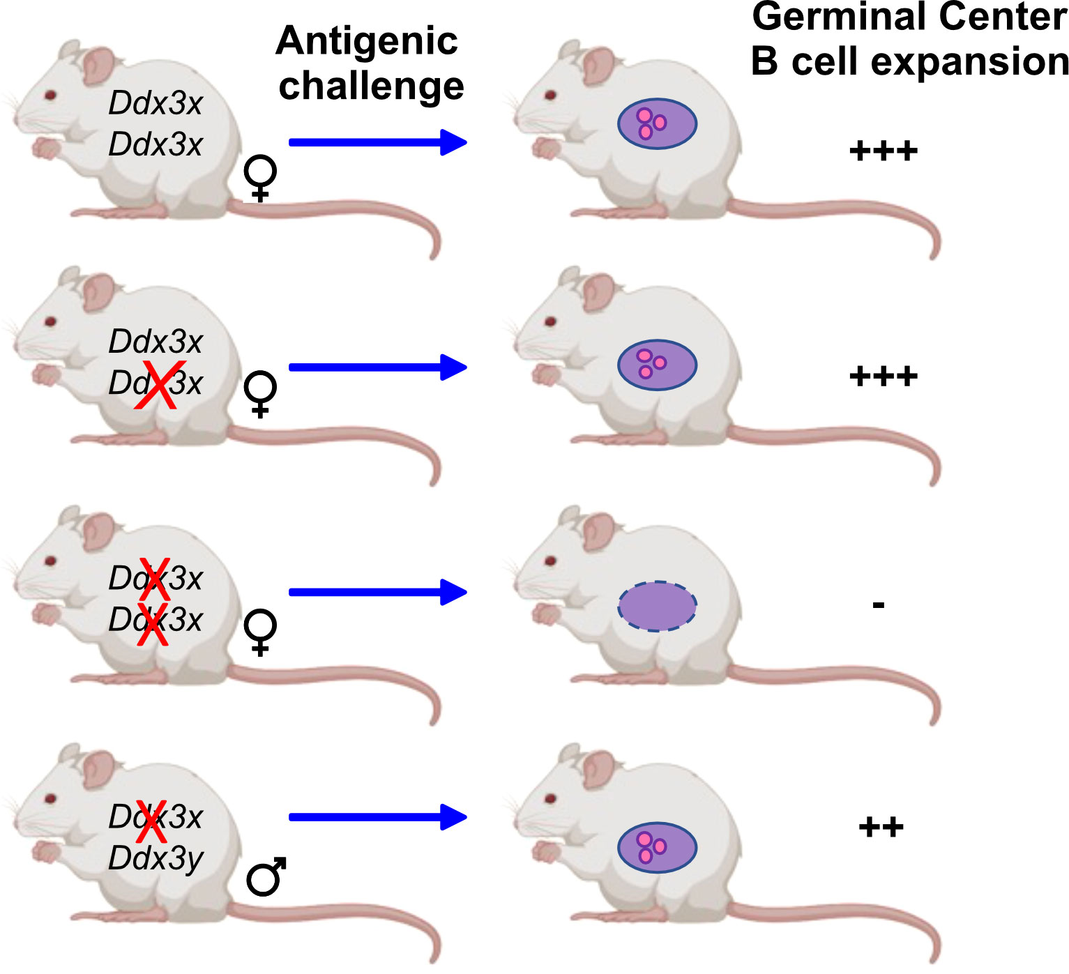 Mice cells