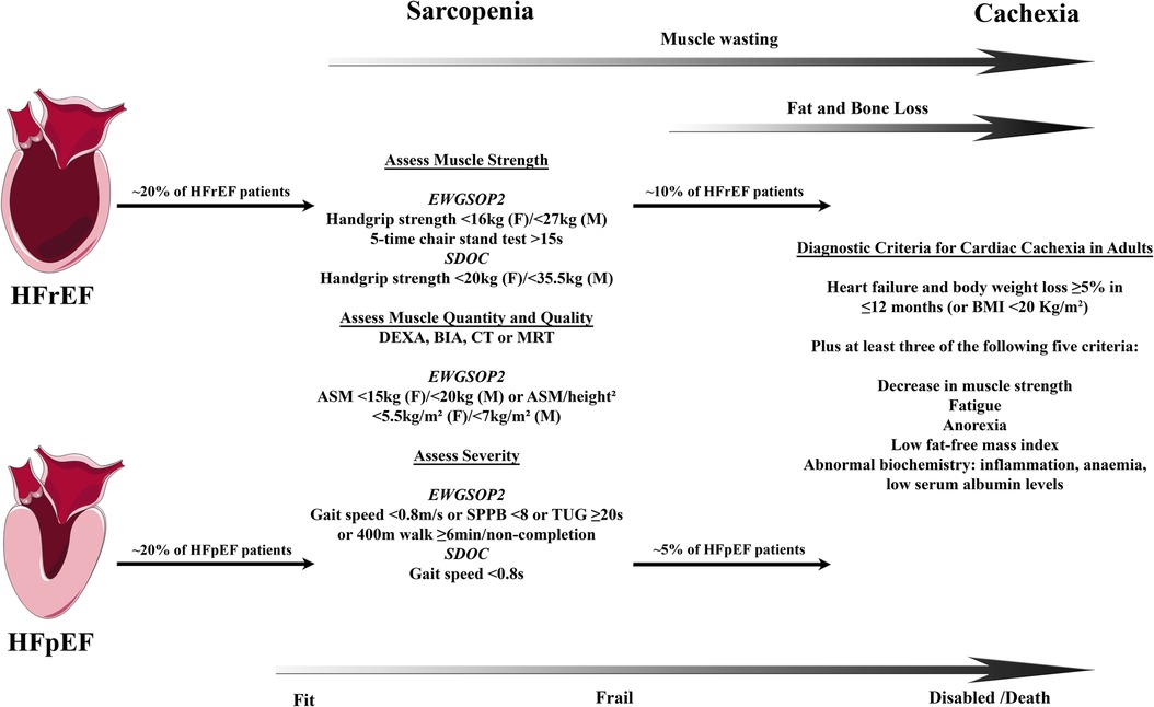 Frontiers  Locomotor and respiratory muscle abnormalities in HFrEF and  HFpEF