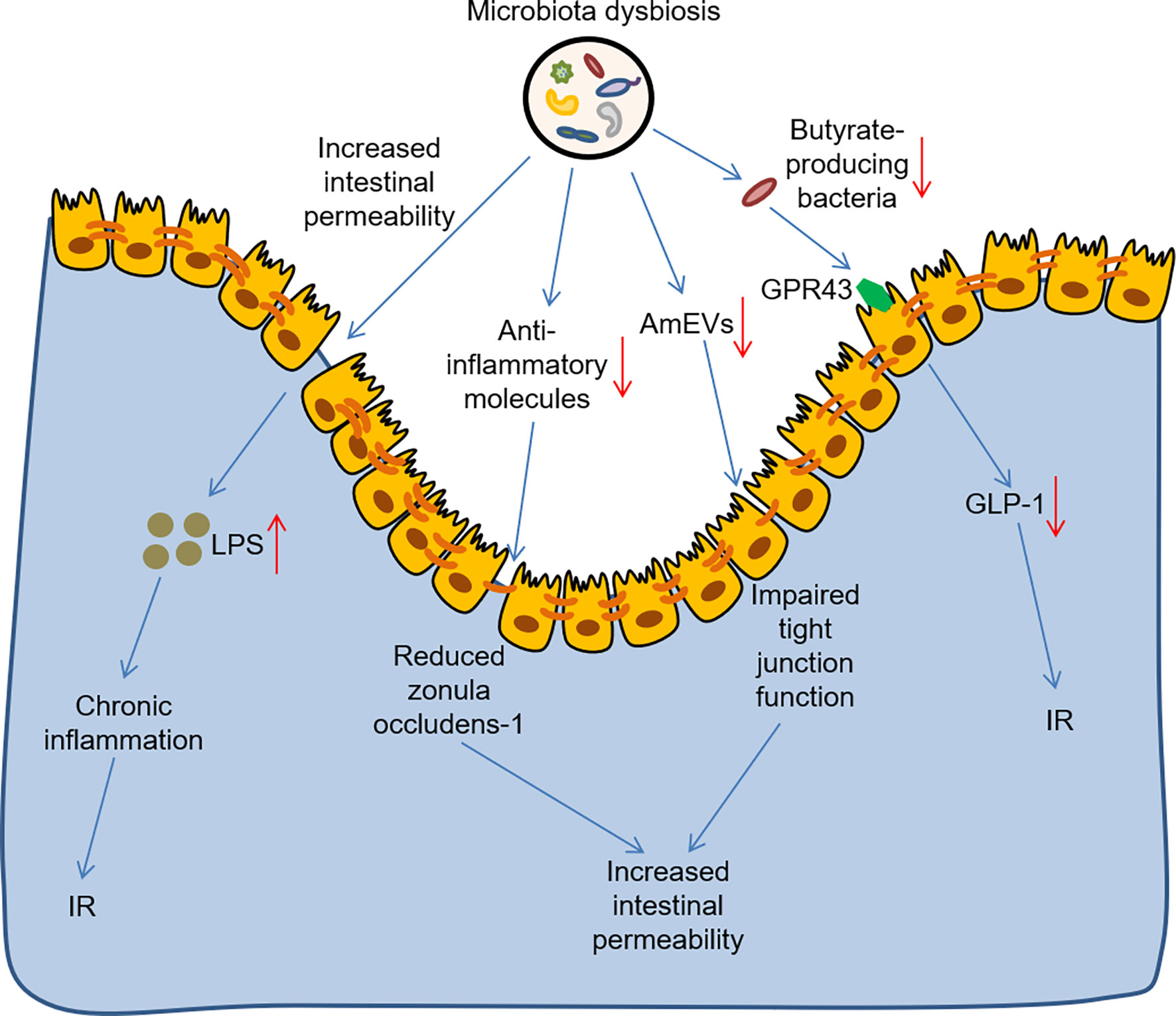 Frontiers  New Insights Into Microbiota Modulation-Based