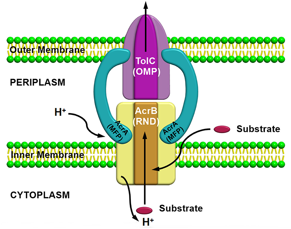 Frontiers  The culmination of multidrug-resistant efflux pumps vs. meager  antibiotic arsenal era: Urgent need for an improved new generation of EPIs