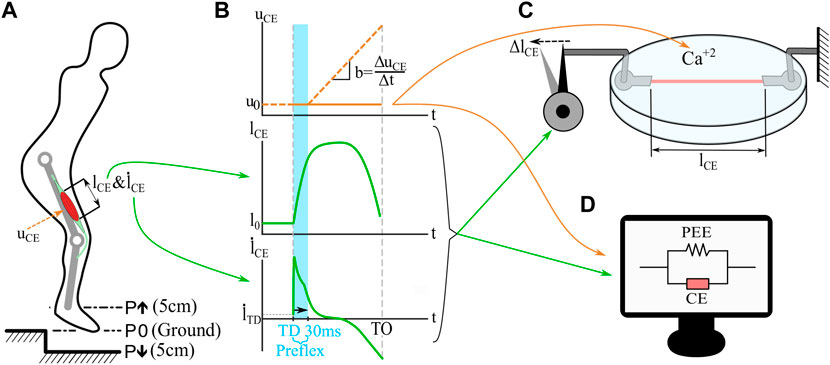 Low cost method for determining hinge angle not working - Scripting Support  - Developer Forum