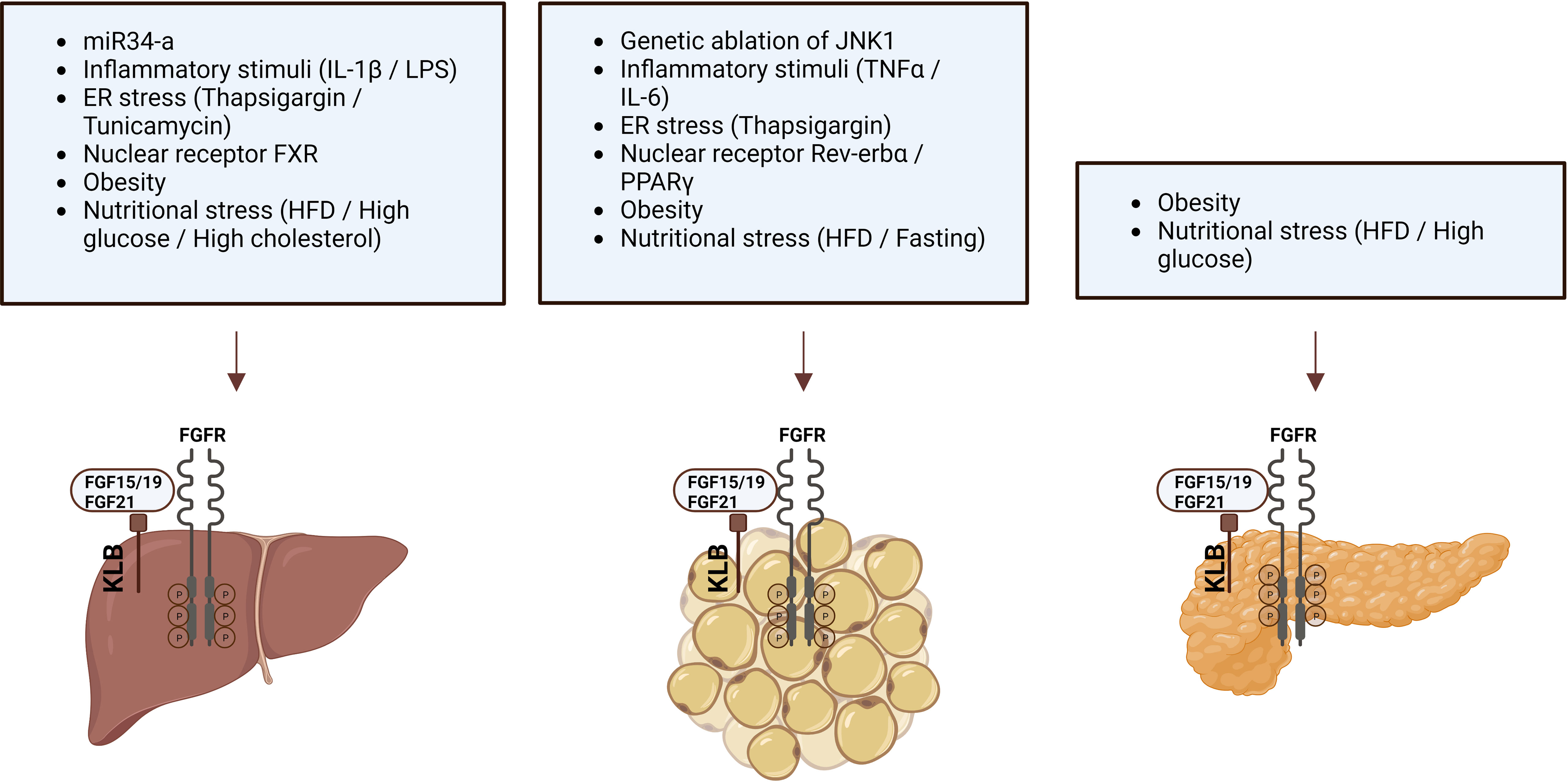 Frontiers  Biological and pharmacological functions of the FGF19