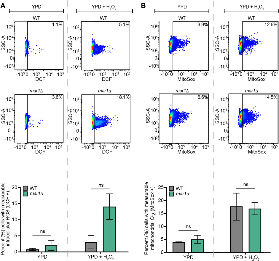 Frontiers | Cryptococcus neoformans Mar1 function links mitochondrial ...