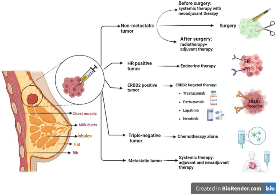 Ketoprofen suppresses triple negative breast cancer cell growth by inducing  apoptosis and inhibiting autophagy