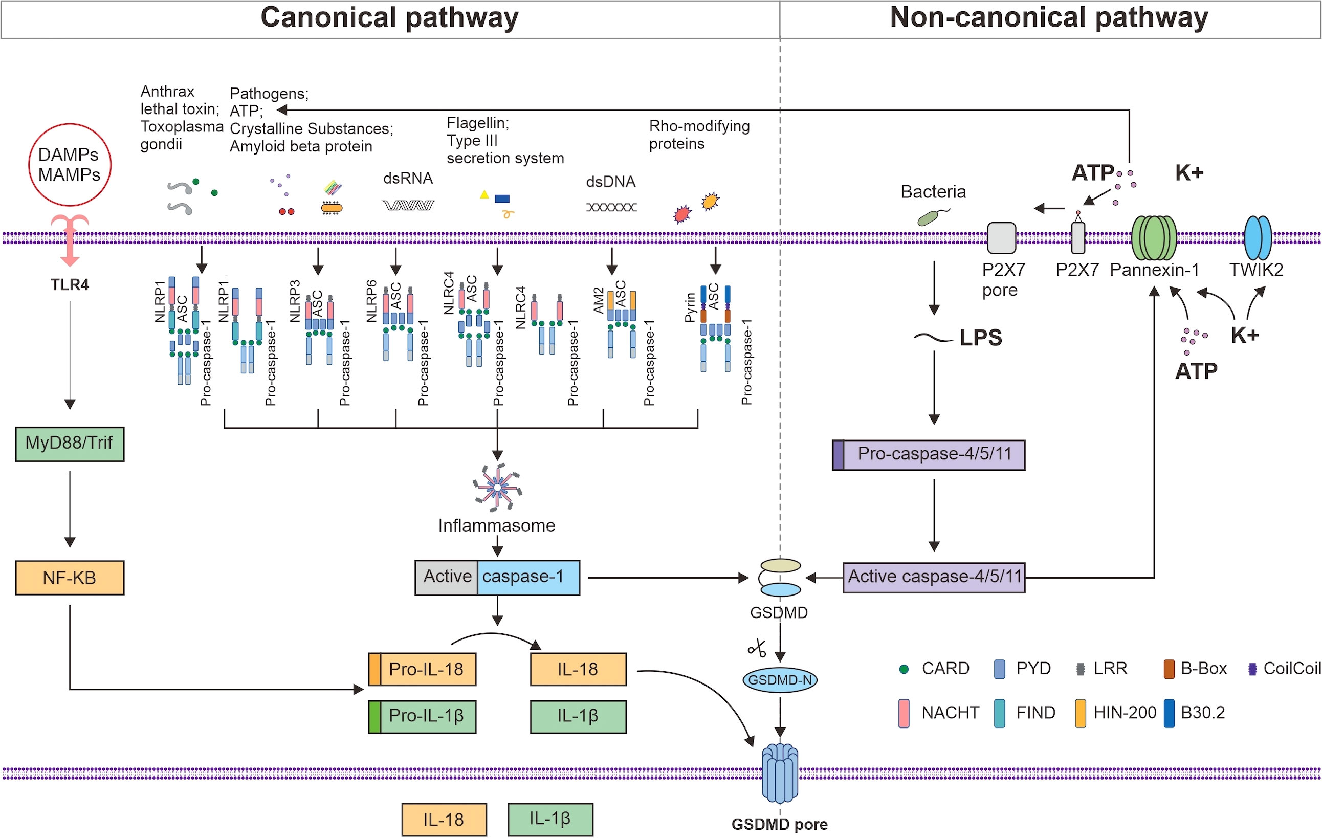 In Uc Browser Japani Sex Video - Frontiers | Inflammasome and pyroptosis in autoimmune liver diseases