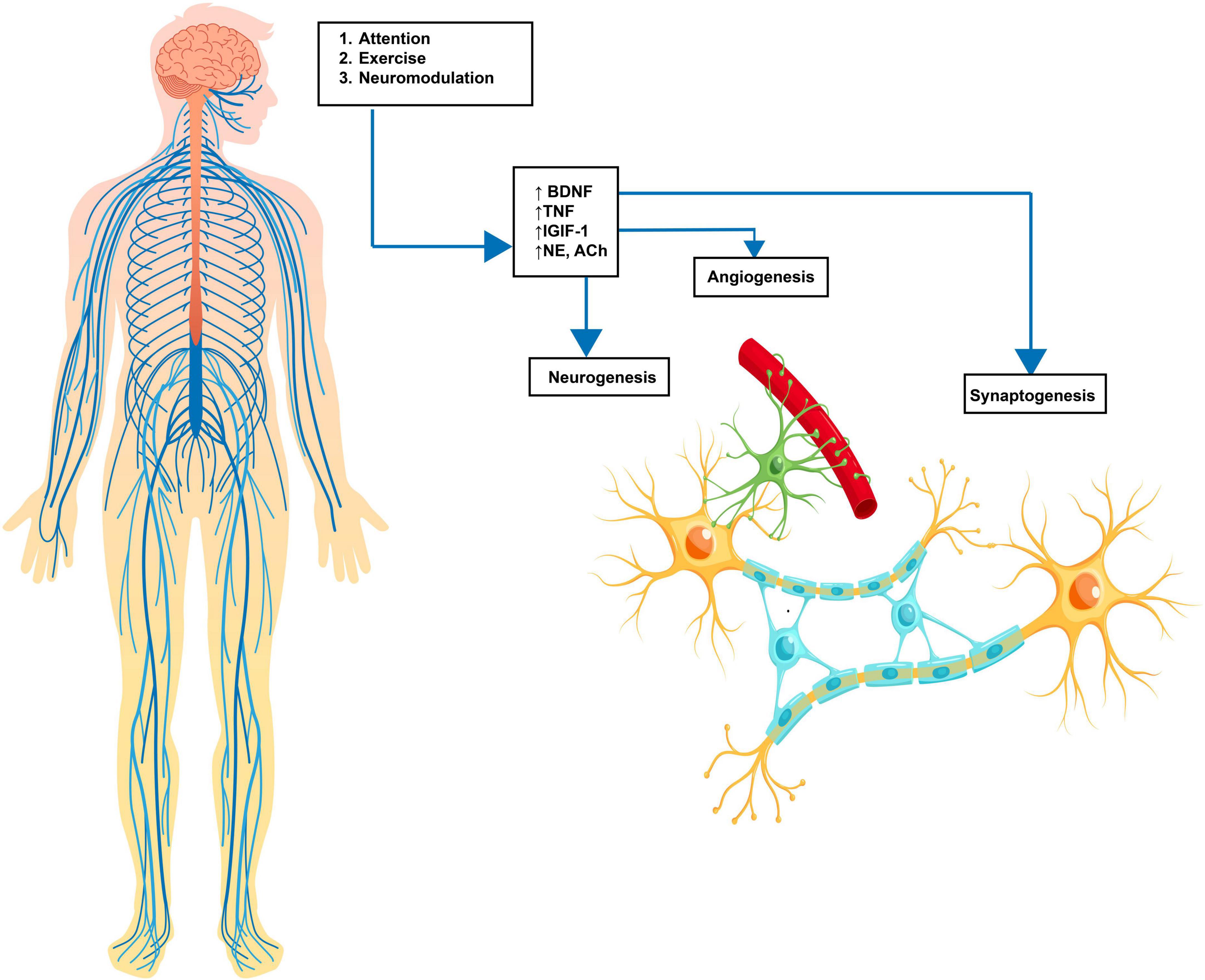 Frontiers A Review Of Combined Neuromodulation And Physical Therapy