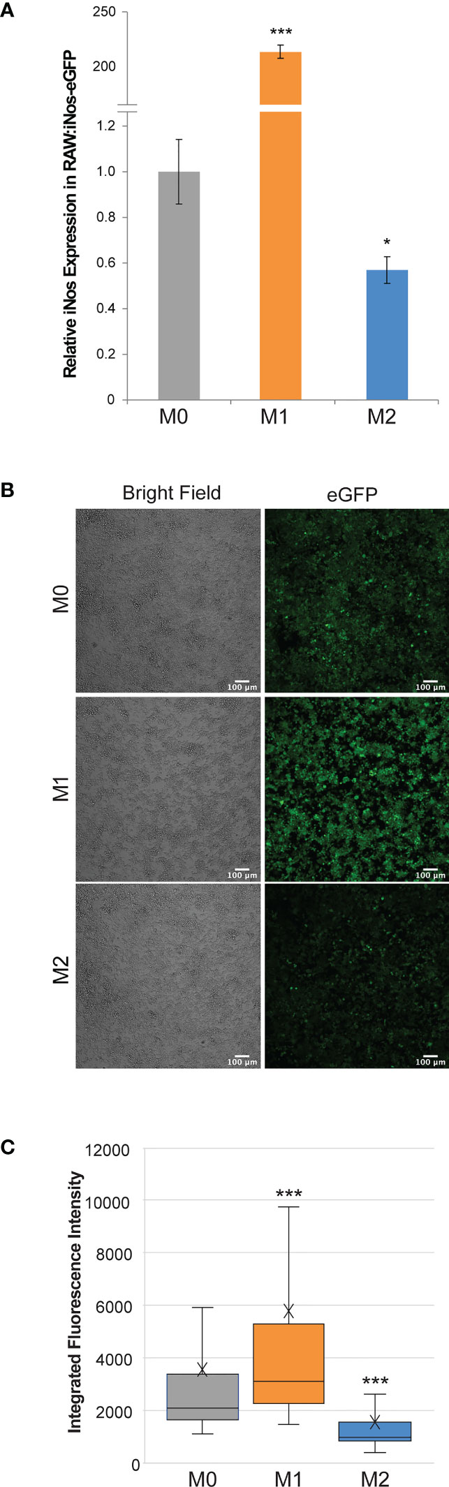 a) Fluorescence images of RAW 264.7 macrophages grown for 24 h and