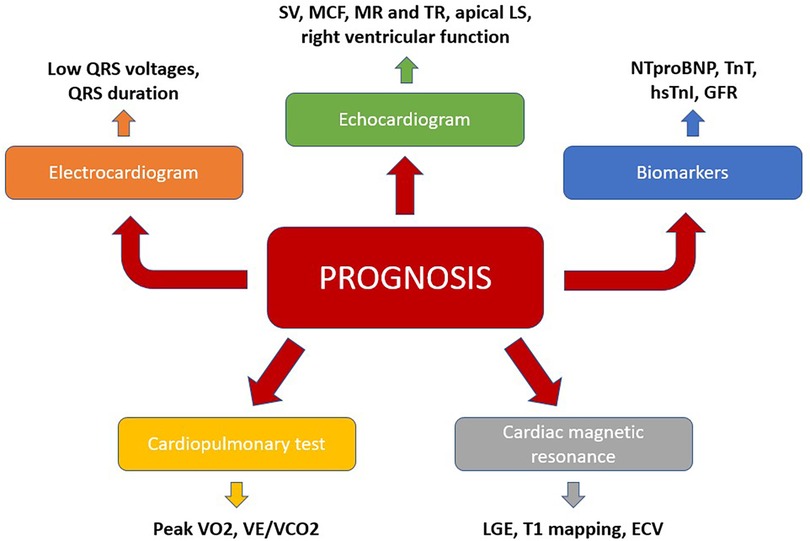 Prognostic value of right ventricular global longitudinal strain in  transthyretin amyloid cardiomyopathy - Journal of Cardiology