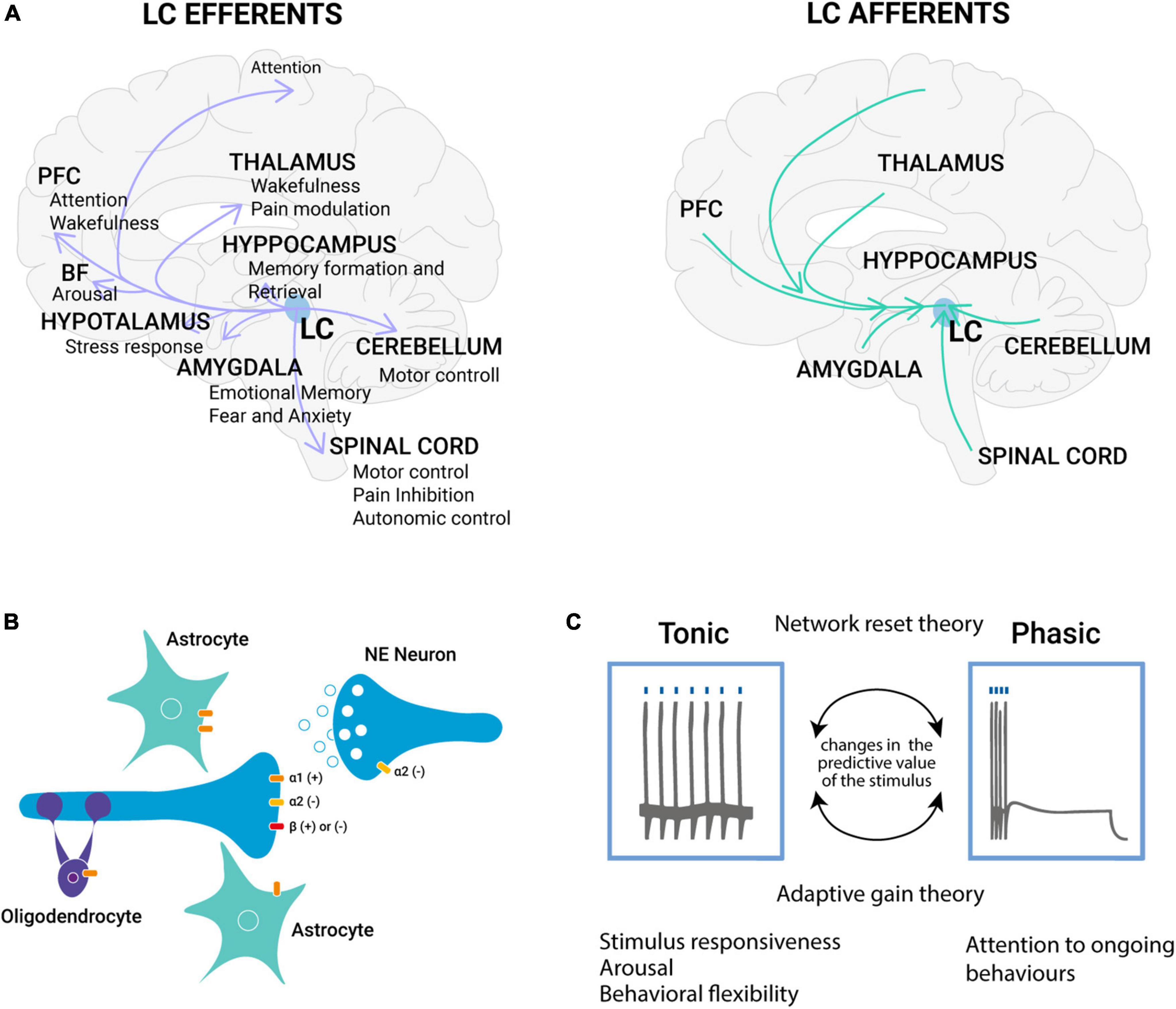 Short-term visual deprivation boosts the flexibility of body representation