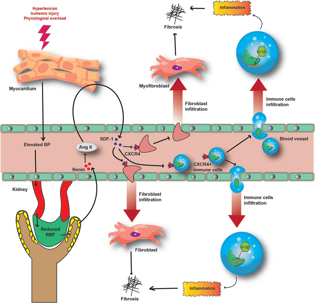 Frontiers  Evaluation of Serum Levels of Transient Receptor