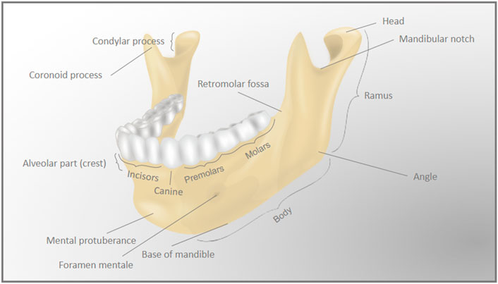 Mandible