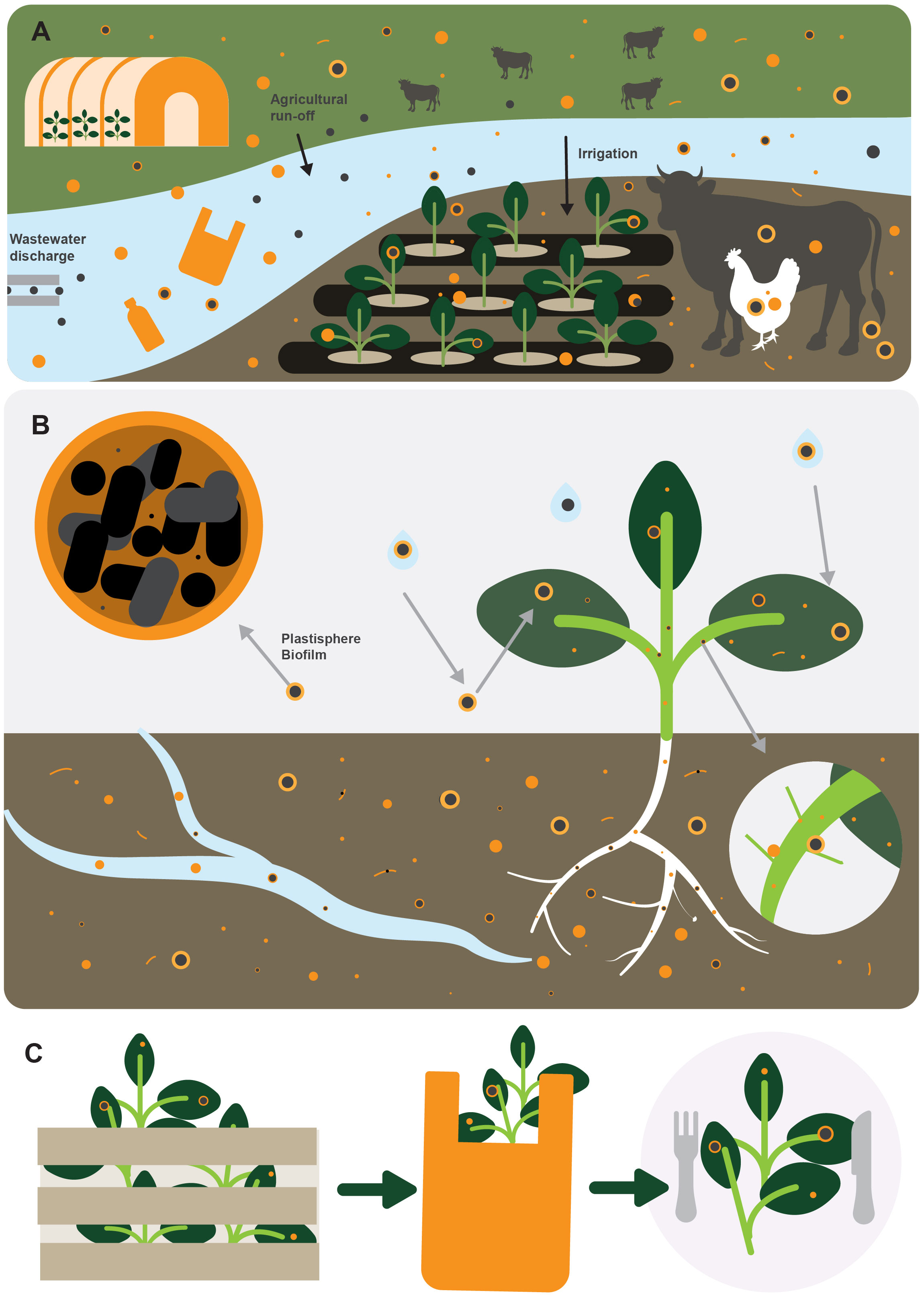 An Overlooked Entry Pathway of Microplastics into Agricultural