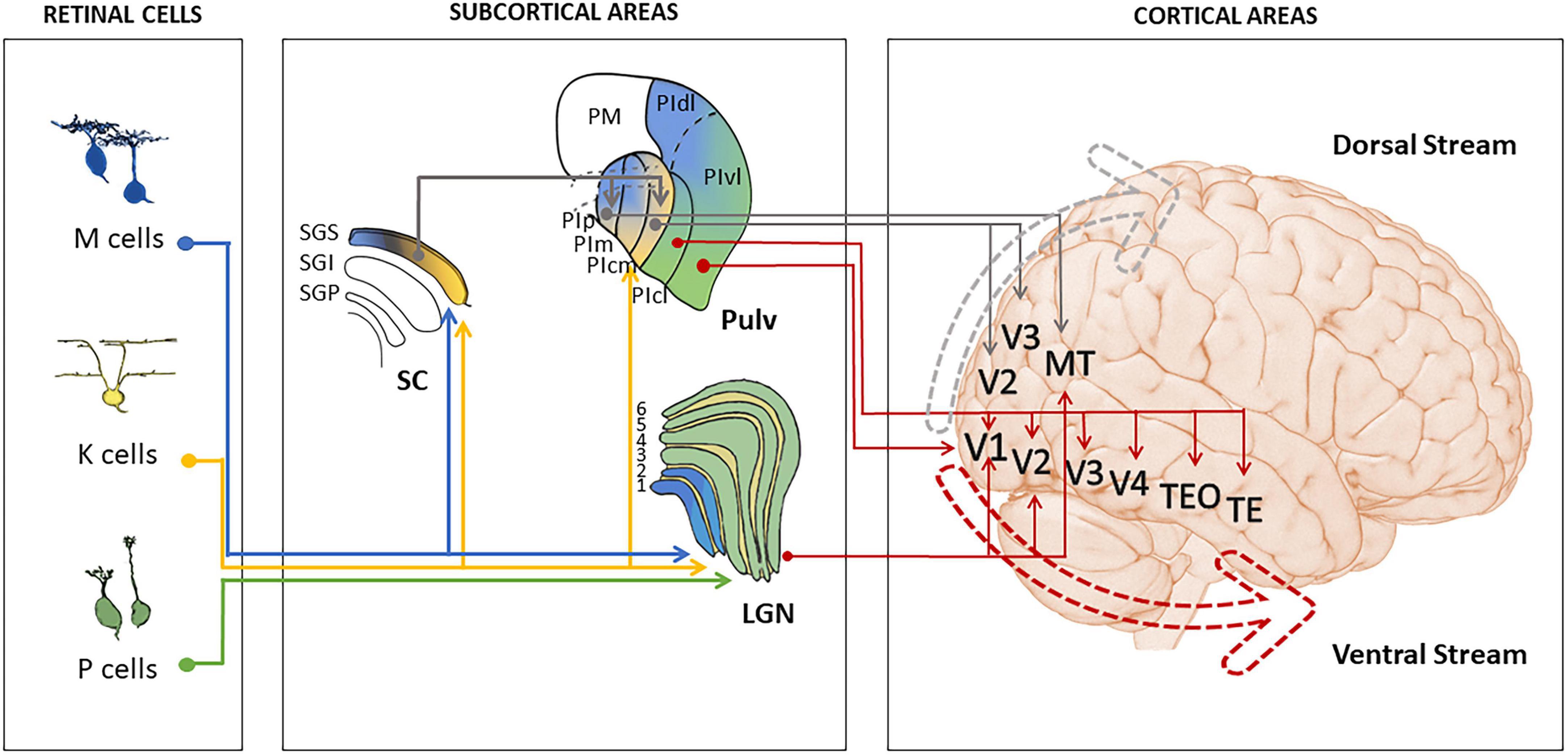 Frontiers  Convolutional neural networks for vision neuroscience