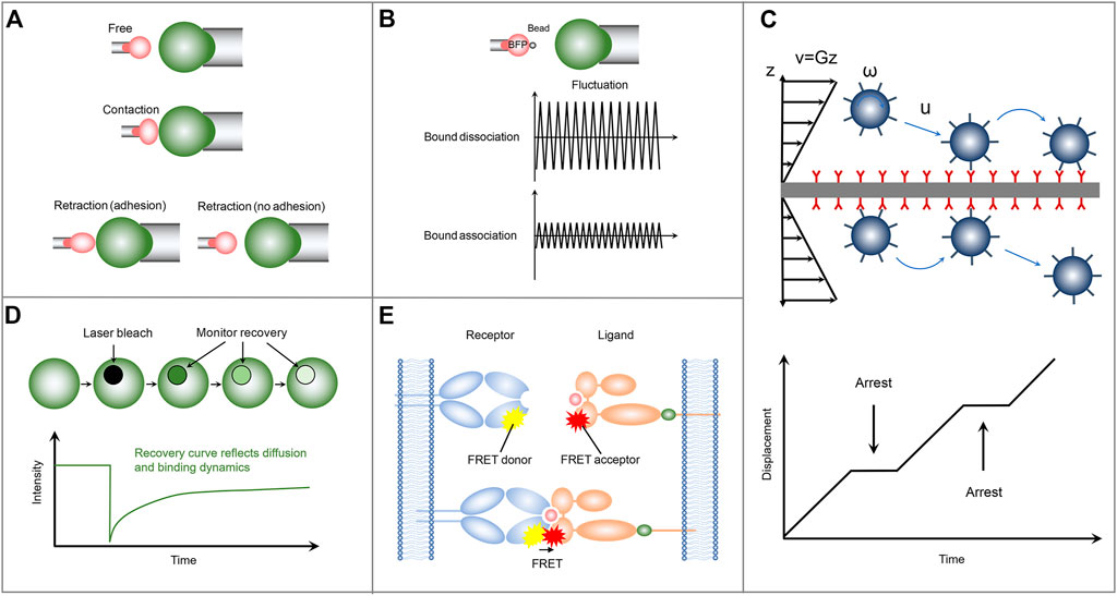 Frontiers Two dimensional Measurements Of Receptor ligand Interactions