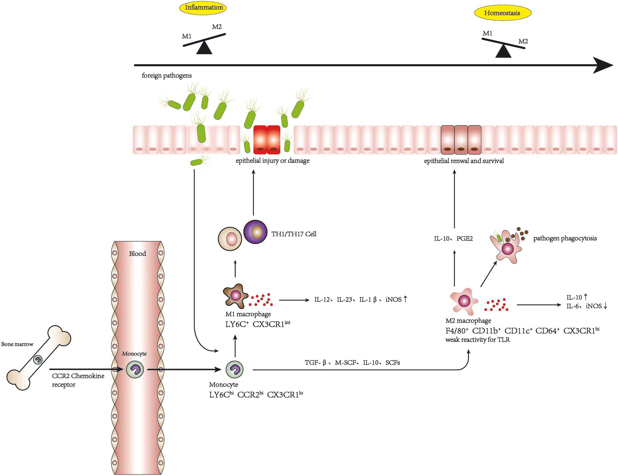 Arsenic Trioxide Induces Apoptosis of Human Monocytes during Macrophagic  Differentiation through Nuclear Factor-κB-Related Survival Pathway  Down-Regulation