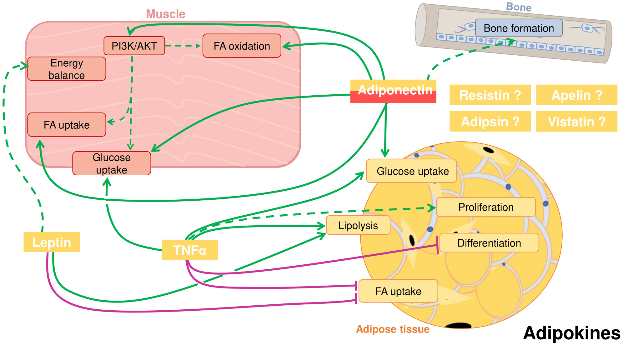 Vertebrate leptin phylogeny. Fish and mammals share a common