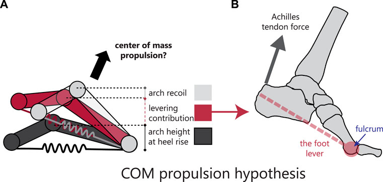 Frontiers | Mobility of the human foot's medial arch helps Frontiers | Mobility of the human foot's medial arch helps