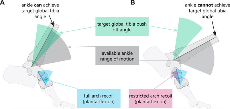 Frontiers  Mobility of the human foot's medial arch helps enable upright  bipedal locomotion