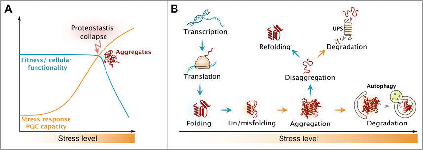 Frontiers  Reversible protein assemblies in the proteostasis