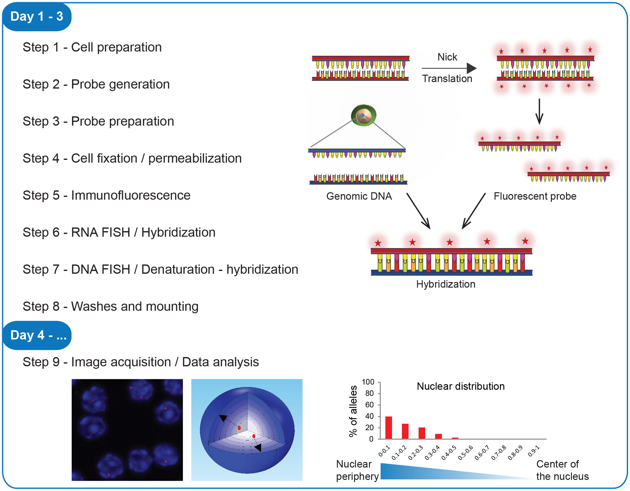 Frontiers  Single-cell detection of primary transcripts, their