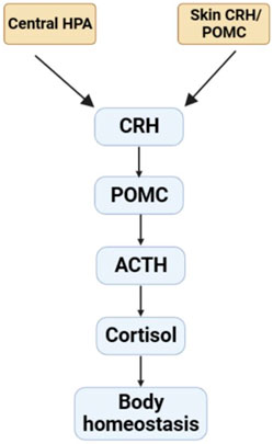 Frontiers  Effect of the renin-angiotensin system on the exacerbation of  adrenal glucocorticoid steroidogenesis in diabetic mice: Role of  angiotensin-II type 2 receptor