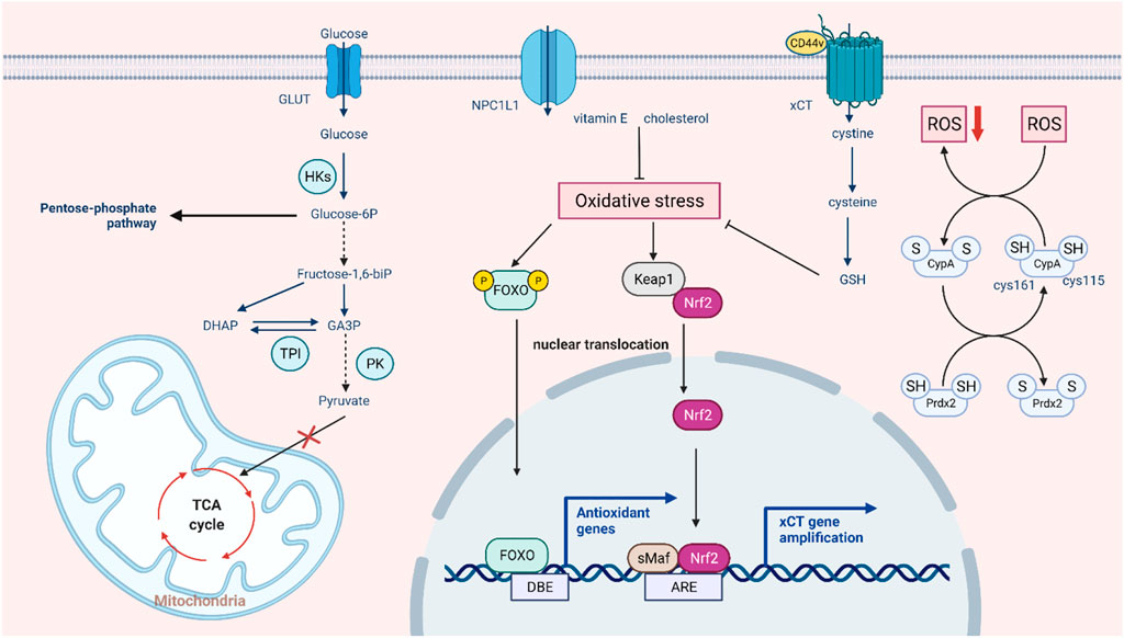 Frontiers | Modulation of redox homeostasis: A strategy to 