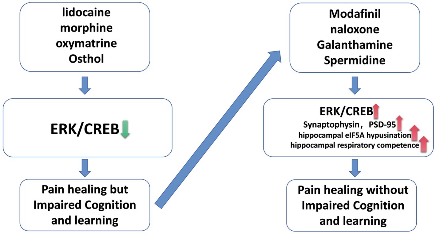 The ERK Signal Transduction Pathway: R&D Systems