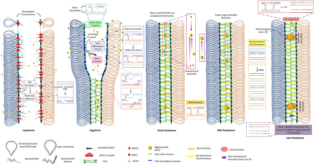 Dominance-based crossover in human genetics (for the feature Height)