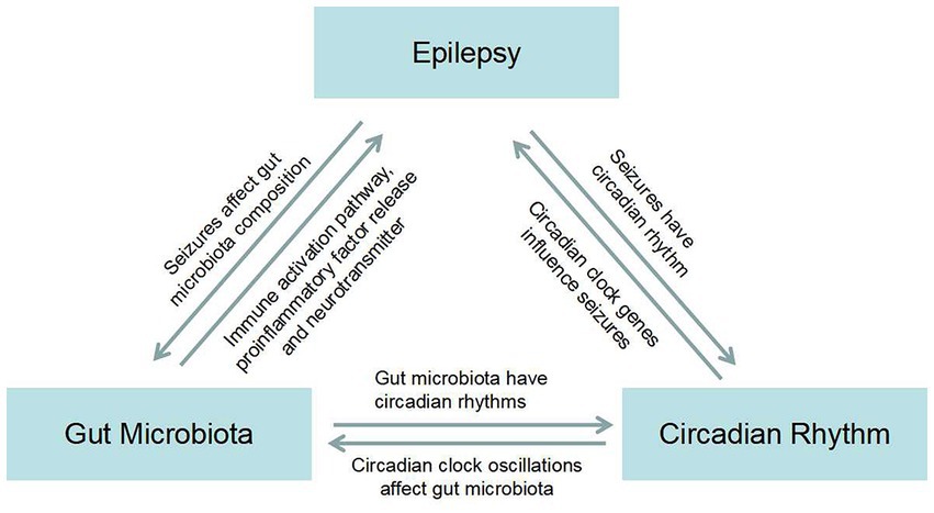 Frontiers | Epilepsy, gut microbiota, and circadian rhythm