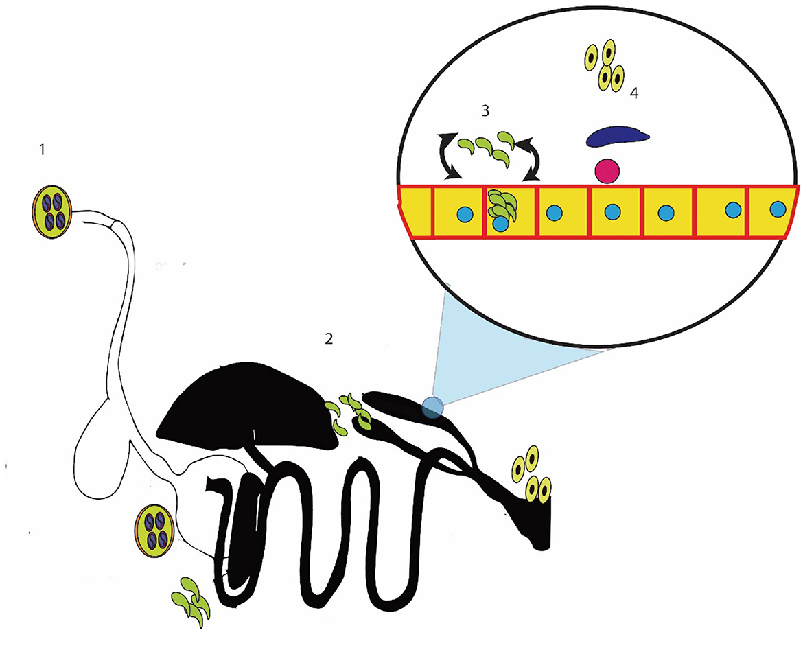 Frontiers  Botanicals: A promising approach for controlling cecal  coccidiosis in poultry