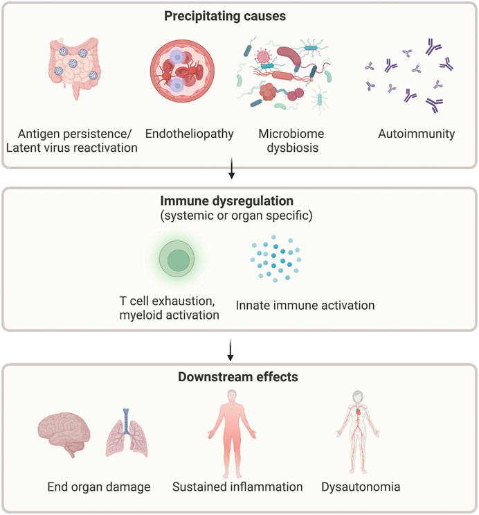 Frontiers | Long COVID: Clinical characteristics, proposed pathogenesis and  potential therapeutic targets