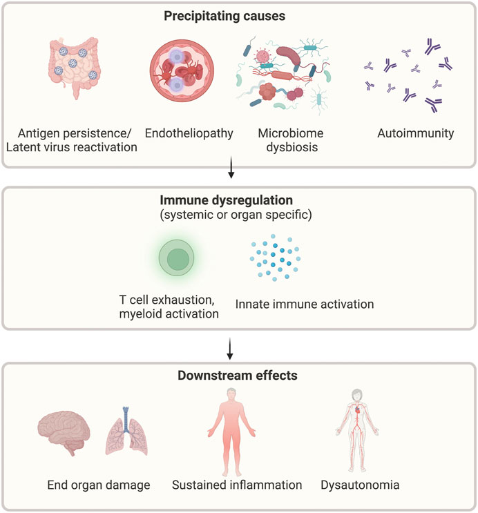 Swetha Nair Sex Video - Frontiers | Long COVID: Clinical characteristics, proposed pathogenesis and  potential therapeutic targets